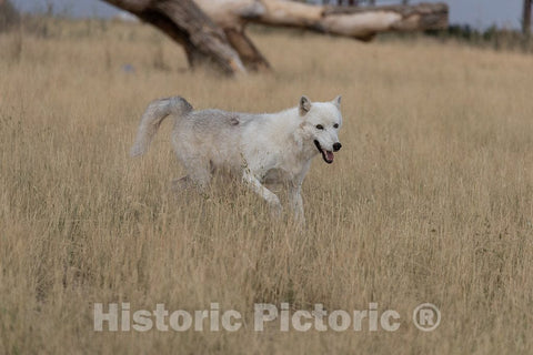 Photo - White Wolf at The Wild Animal Sanctuary, a 720-acre Animal Refuge housing More Than 350 Large Animals Near Keenesburg- Fine Art Photo Reporduction