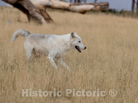 Photo - Wolf in motion at the Wild Animal Sanctuary, a 720-acre animal refuge housing more than 350 large animals near Keenesburg- Fine Art Photo Reporduction