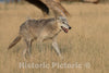 Photo - Wolf on The Run at The Wild Animal Sanctuary, a 720-acre Animal Refuge housing More Than 350 Large Animals Near Keenesburg- Fine Art Photo Reporduction