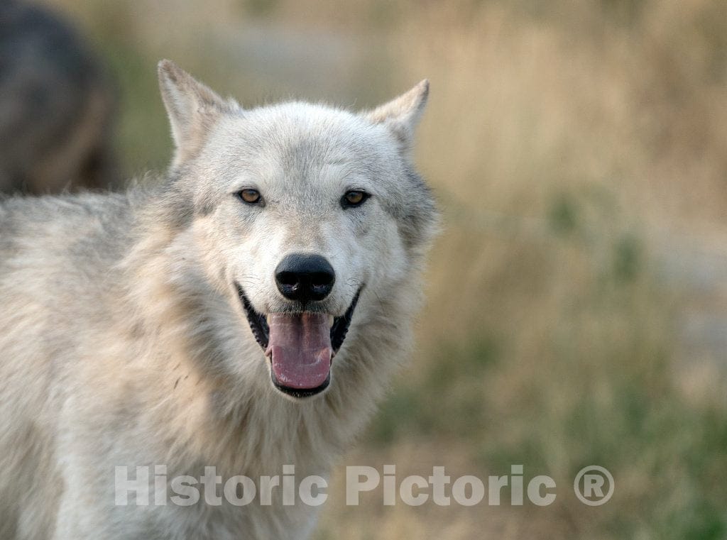 Photo - Lone Wolf at The Wild Animal Sanctuary, a 720-acre Animal Refuge housing More Than 350 Large Animals Near Keenesburg- Fine Art Photo Reporduction