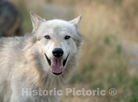 Photo - Lone Wolf at The Wild Animal Sanctuary, a 720-acre Animal Refuge housing More Than 350 Large Animals Near Keenesburg- Fine Art Photo Reporduction