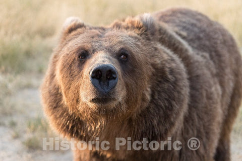 Photo - (Very) Big Brown Bear at The Wild Animal Sanctuary, a 720-acre Animal Refuge housing More Than 350 Large Animals Near Keenesburg- Fine Art Photo Reporduction