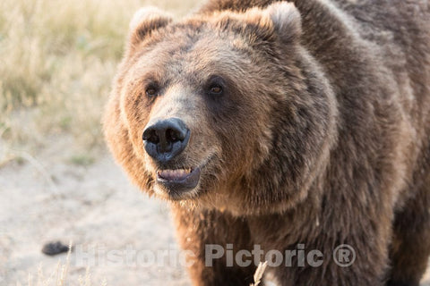 Photo - Brown Bear, Baring his Teeth, at The Wild Animal Sanctuary, a 720-acre Animal Refuge housing More Than 350 Large Animals Near Keenesburg- Fine Art Photo Reporduction