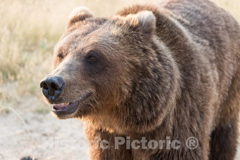 Photo - Bown bear, maybe smiling, at the Wild Animal Sanctuary, a 720-acre animal refuge housing more than 350 large animals near Keenesburg- Fine Art Photo Reporduction