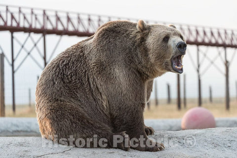 Photo - Yawning, not growling, brown bear at the Wild Animal Sanctuary, a 720-acre animal refuge housing more than 350 large animals near Keenesburg- Fine Art Photo Reporduction