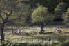 Photo - Sheep Graze Near The Trapp Family Lodge in Stowe, Vermont- Fine Art Photo Reporduction