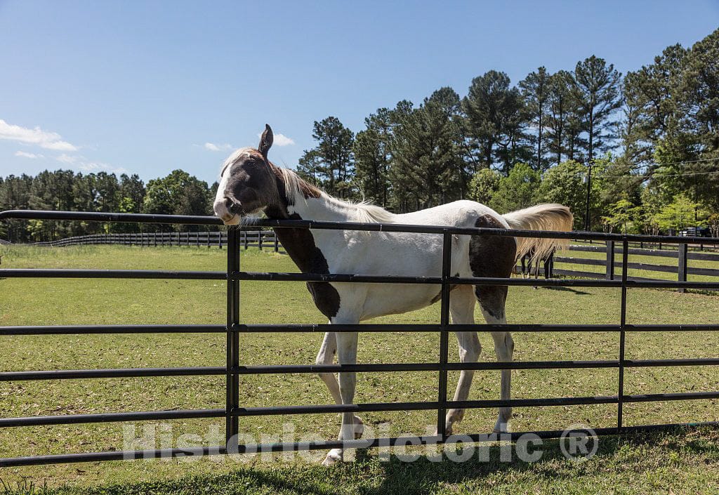 Photo - A Sociable Spotted Horse on a Farm Outside Oxford, Mississippi- Fine Art Photo Reporduction