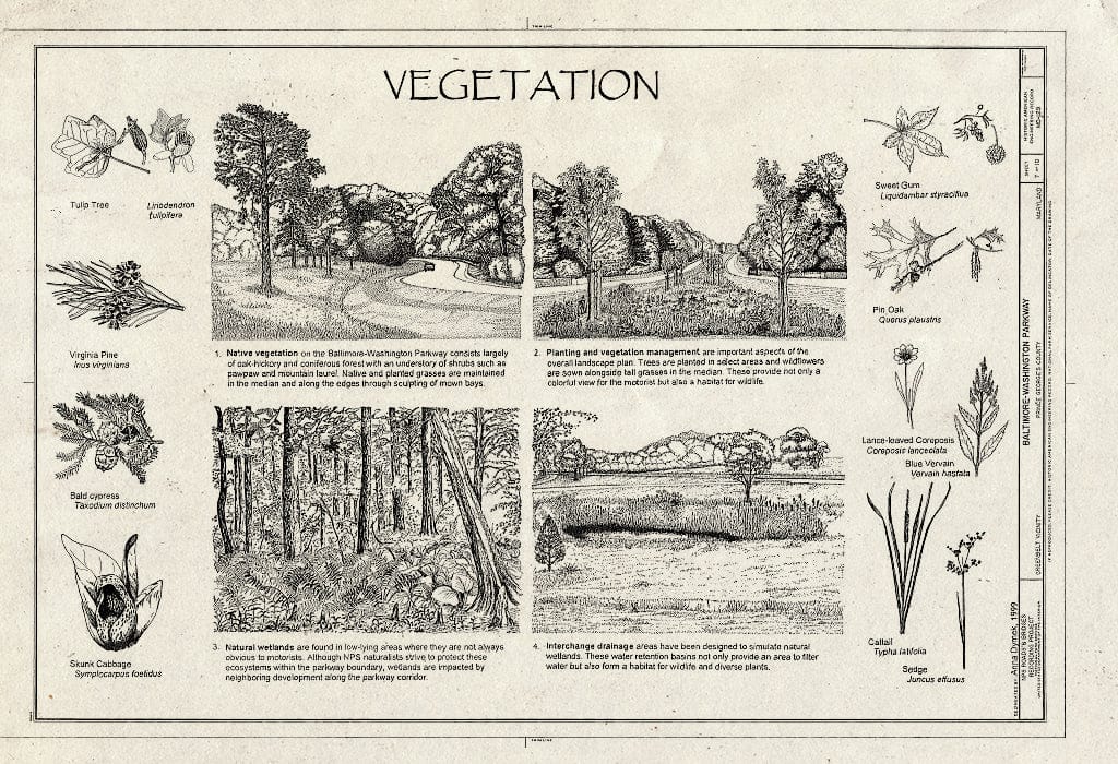 Blueprint Vegetation - Baltimore-Washington Parkway, Greenbelt, Prince George's County, MD