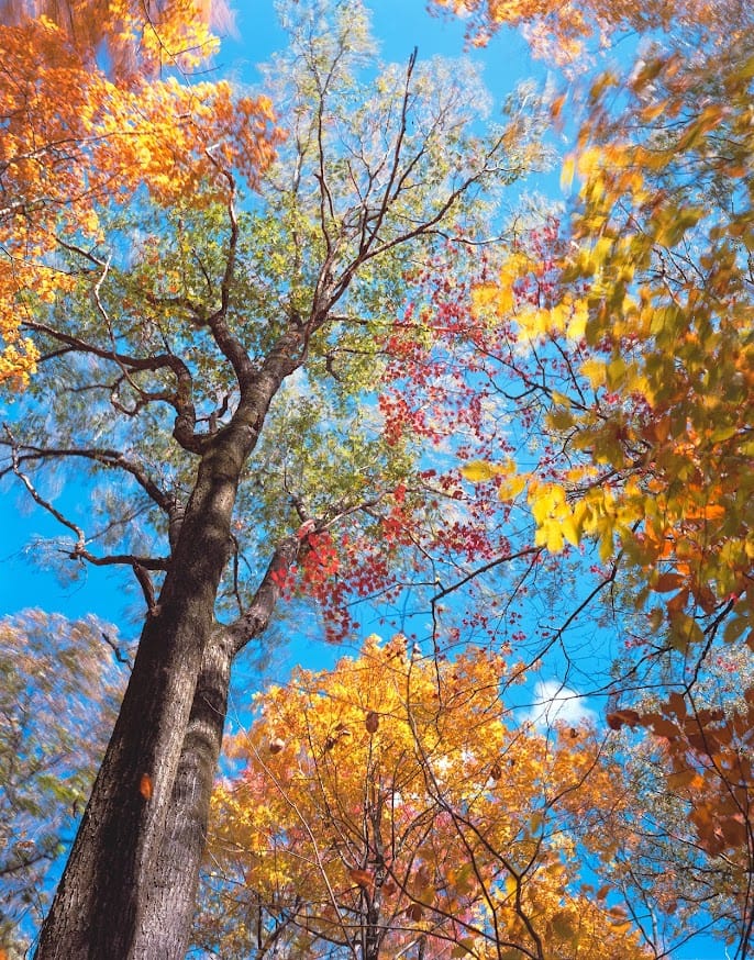 Autumn Riot